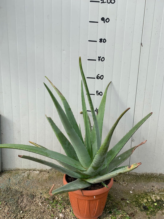PIANTA DI ALOE VERA in vaso 20cm foto reali