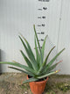 PIANTA DI ALOE VERA in vaso 20cm foto reali