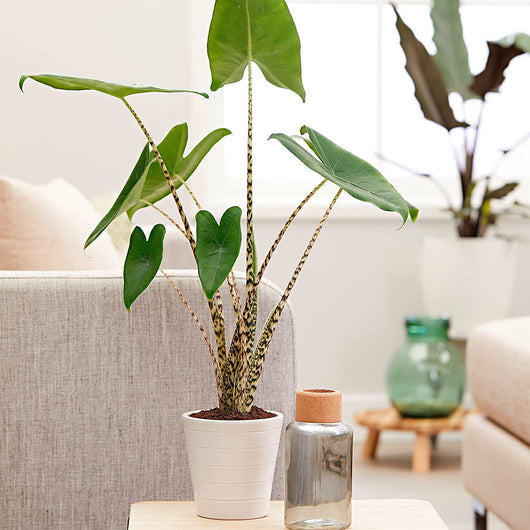 Pianta di Alocasia Zebrina, orecchia di elefante, piante da interno foto reali h 70/80cm