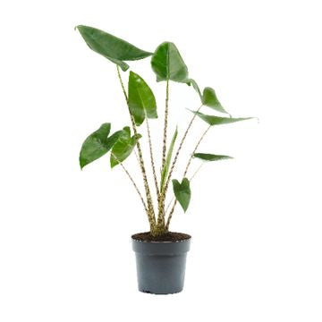 Pianta di Alocasia Zebrina, orecchia di elefante, piante da interno foto reali h 70/80cm