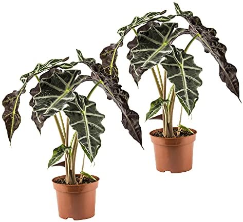 Pianta di Alocasia amazonica o Alocasia polly vaso 12cm H 40cm foto reali