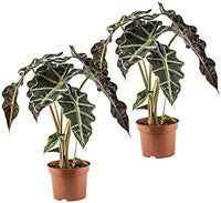 Pianta di Alocasia amazonica o Alocasia polly vaso 12cm H 40cm foto reali