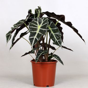 Pianta di Alocasia amazonica o Alocasia polly vaso 12cm H 40cm foto reali