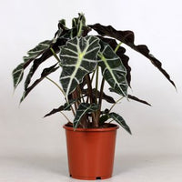 Pianta di Alocasia amazonica o Alocasia polly vaso 12cm H 40cm foto reali