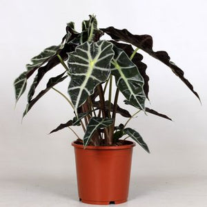 Pianta di Alocasia amazonica o Alocasia polly vaso 12cm H 40cm foto reali