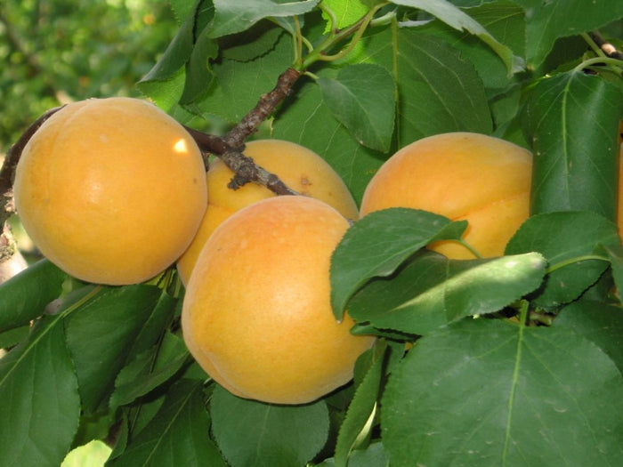 Pianta di Albicocco Vitillo in vaso foto reali