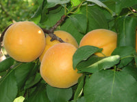 Pianta di Albicocco Vitillo in vaso foto reali