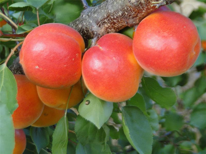 Pianta di Albicocca Rossa Locale in vaso foto reali albicocco