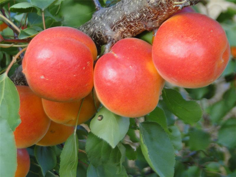 Pianta di Albicocca Rossa Locale in vaso foto reali albicocco