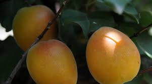 Pianta di Albicocco Pellicchiella vaso 24cm foto reali albicocca