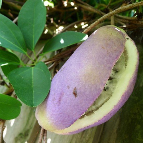 Pianta di Akebia quinata foto reali H100 cm