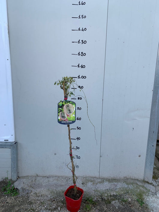 Pianta di Akebia quinata foto reali H100 cm