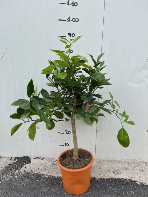 PIANTA DI  ARANCIO THOMPSON VASO 20CM