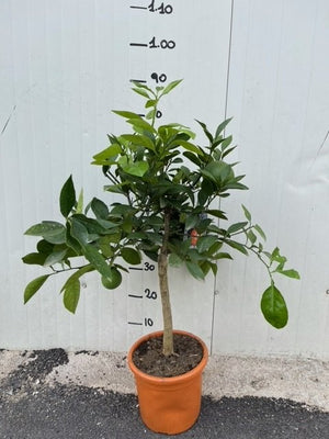 PIANTA DI  ARANCIO THOMPSON VASO 20CM