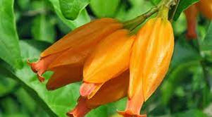 Pianta da fiore Juanulloa mexicana-Juanulloa aurantiaca