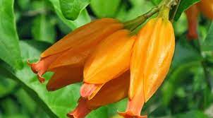 Pianta da fiore Juanulloa mexicana-Juanulloa aurantiaca