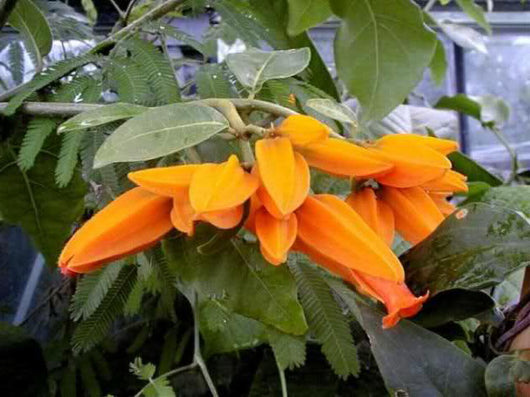 Pianta da fiore Juanulloa mexicana-Juanulloa aurantiaca