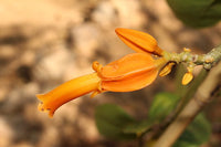 Pianta da fiore Juanulloa mexicana-Juanulloa aurantiaca