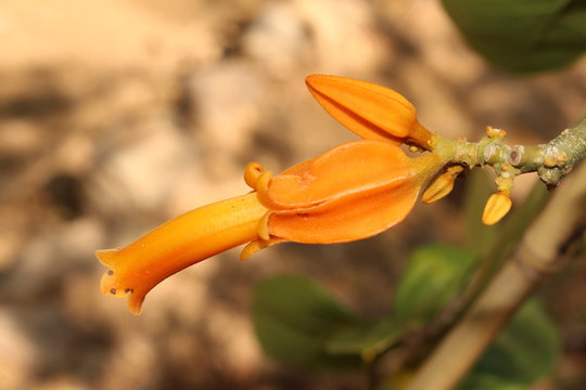 Pianta da fiore Juanulloa mexicana-Juanulloa aurantiaca