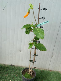 Pianta da fiore Juanulloa mexicana-Juanulloa aurantiaca