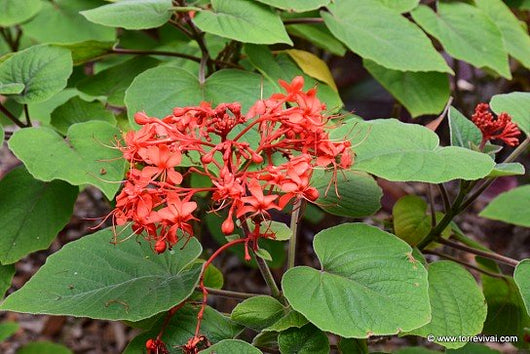 Pianta Clerodendrum speciosissimum in vaso foto reali H 60 cm
