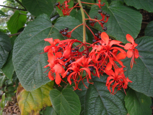 Pianta Clerodendrum speciosissimum in vaso foto reali H 60 cm