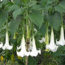 Pianta Brugmansia arborea, Datura arborea TROMBONE DELL'ANGELO foto reali