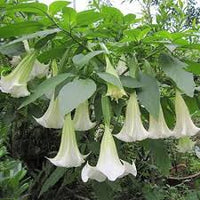 Pianta Brugmansia arborea, Datura arborea TROMBONE DELL'ANGELO foto reali