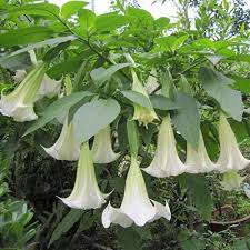 Pianta Brugmansia arborea, Datura arborea TROMBONE DELL'ANGELO foto reali