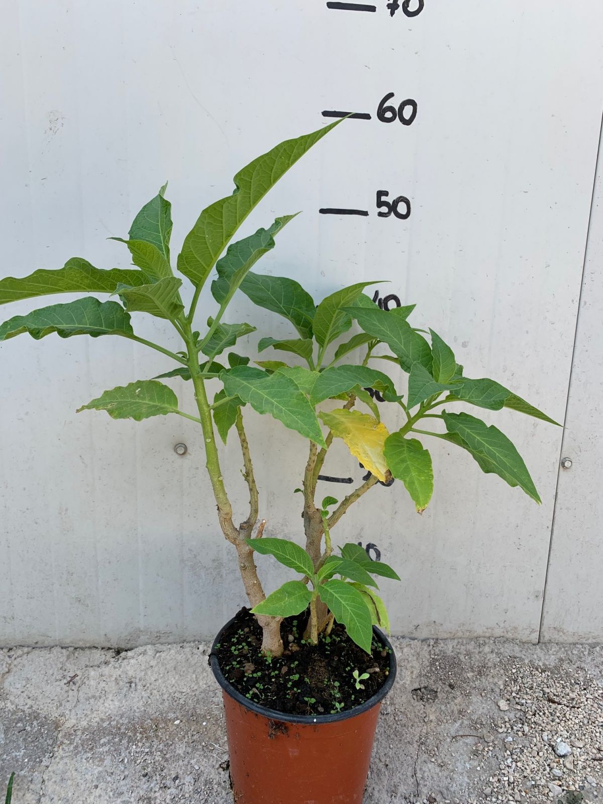 Pianta Brugmansia arborea, Datura arborea TROMBONE DELL'ANGELO foto reali