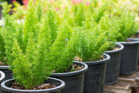 Pianta asparagus densiflorus myersii vaso 18cm