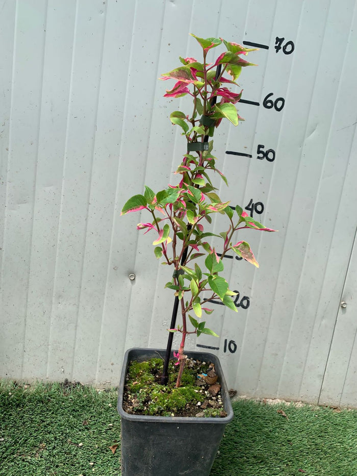 Pianta Alternanthera ficoidea Party Time pianta rara foto reali