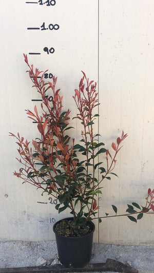 Photinia x fraseri robusta compacta vaso 18cm foto reali H 80cm