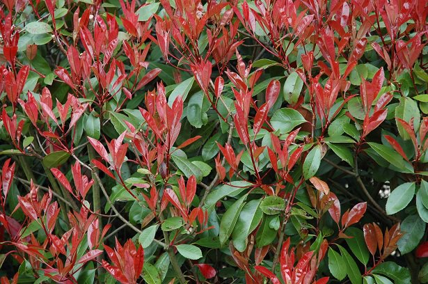 Photinia x fraseri robusta compacta vaso 18cm foto reali H 80cm