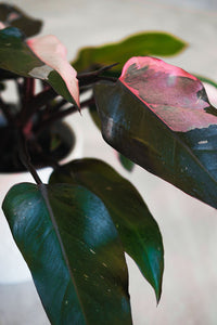 Philodendron Burgundy Princess pianta rara da interno vaso 12cm H 45cm