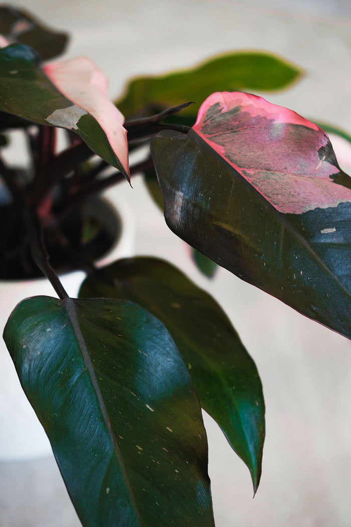 Philodendron Burgundy Princess pianta rara da interno vaso 12cm H 45cm