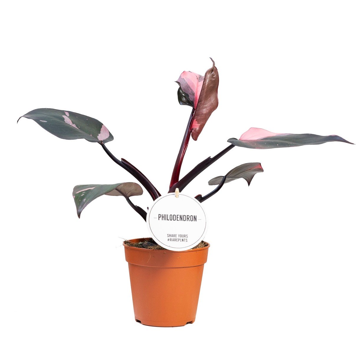 Philodendron Burgundy Princess pianta rara da interno vaso 12cm H 45cm
