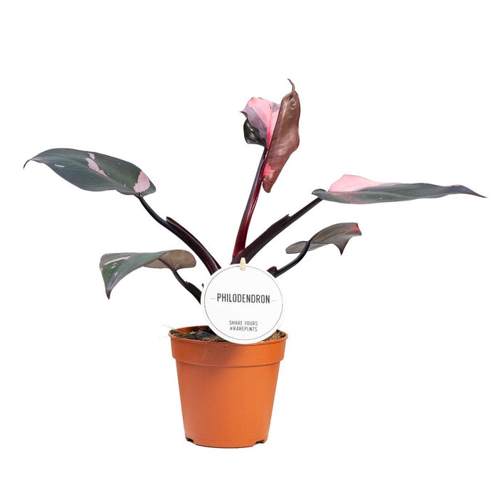 Philodendron Burgundy Princess pianta rara da interno vaso 12cm H 45cm
