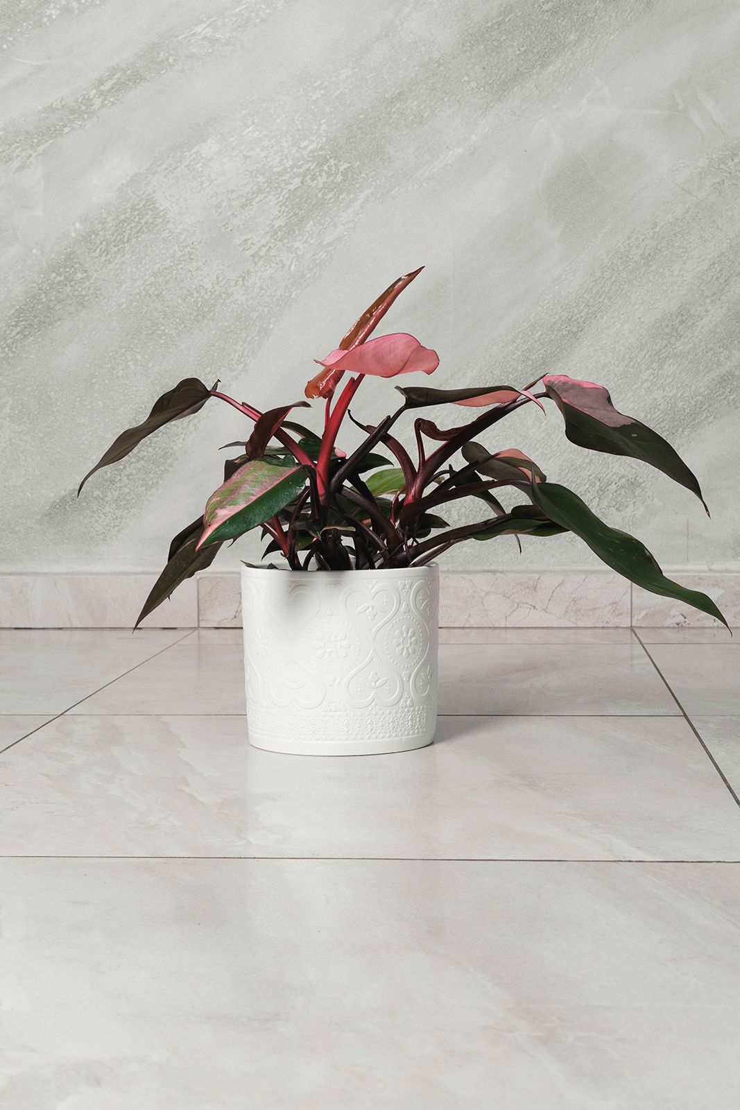 Philodendron Burgundy Princess pianta rara da interno vaso 12cm H 45cm