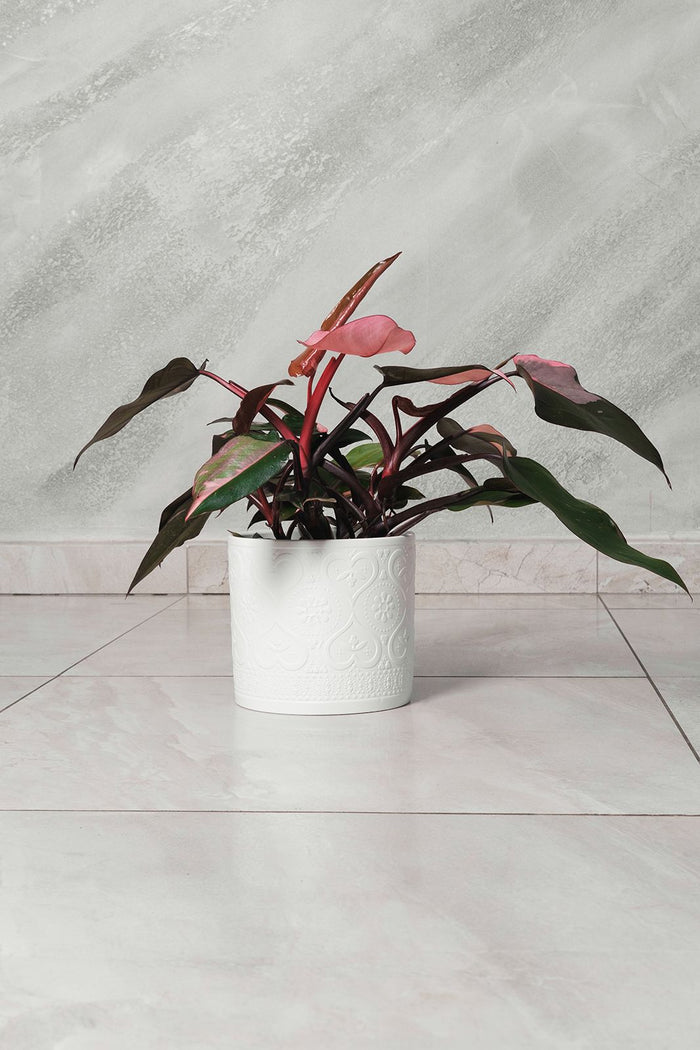 Philodendron Burgundy Princess pianta rara da interno vaso 12cm H 45cm