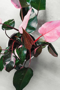 Philodendron Burgundy Princess pianta rara da interno vaso 12cm H 45cm