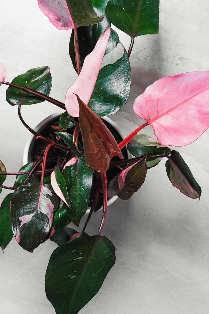 Philodendron Burgundy Princess pianta rara da interno vaso 12cm H 45cm