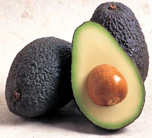 Persea americana Pianta di Avocado "Hass" (di innesto)