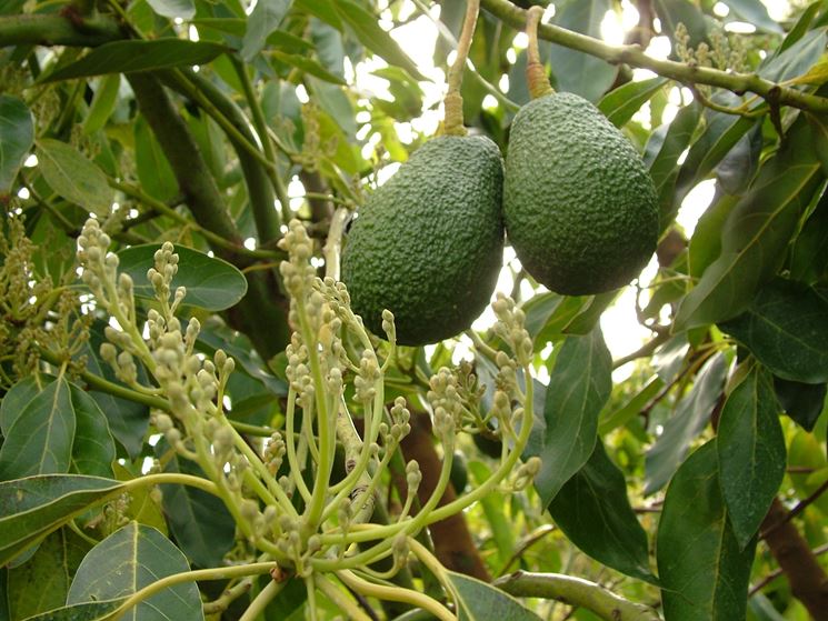 Persea americana Pianta di Avocado "Hass" (di innesto)