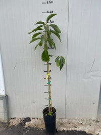 Persea americana Pianta di Avocado "Hass" (di innesto)