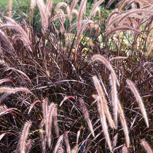 Pennisetum Setaceum Rubrum vaso 24cm foto reali H 150 CM