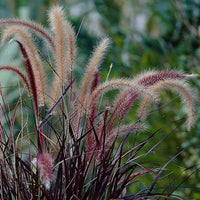 Pennisetum Setaceum Rubrum vaso 24cm foto reali H 150 CM