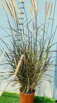 Pennisetum Setaceum Rubrum vaso 24cm foto reali H 150 CM