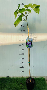 Paulownia tomentosa PAULONIA vaso 16cm H 130 cm foto reali