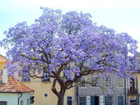 Paulownia tomentosa PAULONIA vaso 16cm H 130 cm foto reali